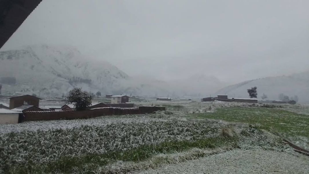 nevadas intensas afectan cultivos y Ganados.